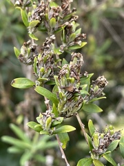 Buddleja alternifolia