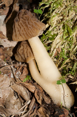 Morchellaceae