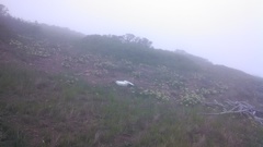 Lomatium dasycarpum dasycarpum