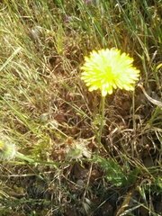 Crepis syriaca