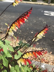 Ipomoea lobata