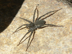 Pardosa lapidicina