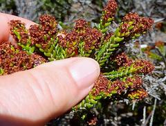 Passerina galpinii