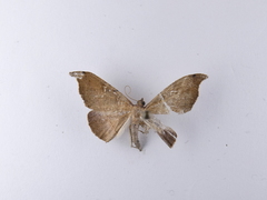 Sarisa muriferata