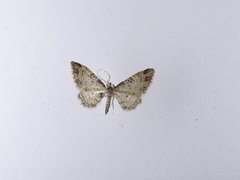 Pasiphila plinthina
