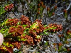 Passerina galpinii
