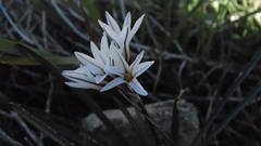 Tristagma bivalve