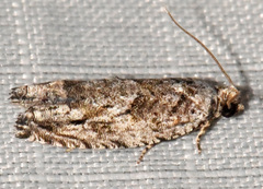 Gretchena watchungana