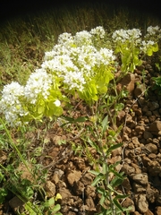 Peltaria angustifolia