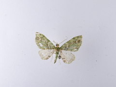 Pasiphila semochlora