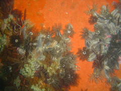 Pentacta doliolum