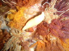 Thyone aurea