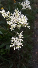 Eupatorium godfreyanum