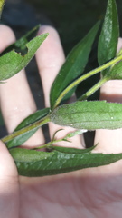 Eupatorium godfreyanum