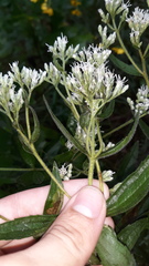 Eupatorium godfreyanum