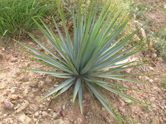 Yucca rigida