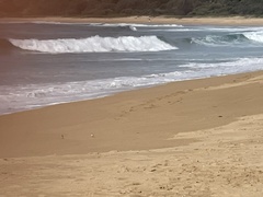 Charadrius ruficapillus