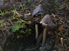 Coprinopsis