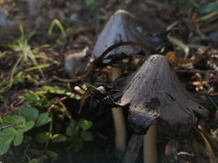 Coprinopsis
