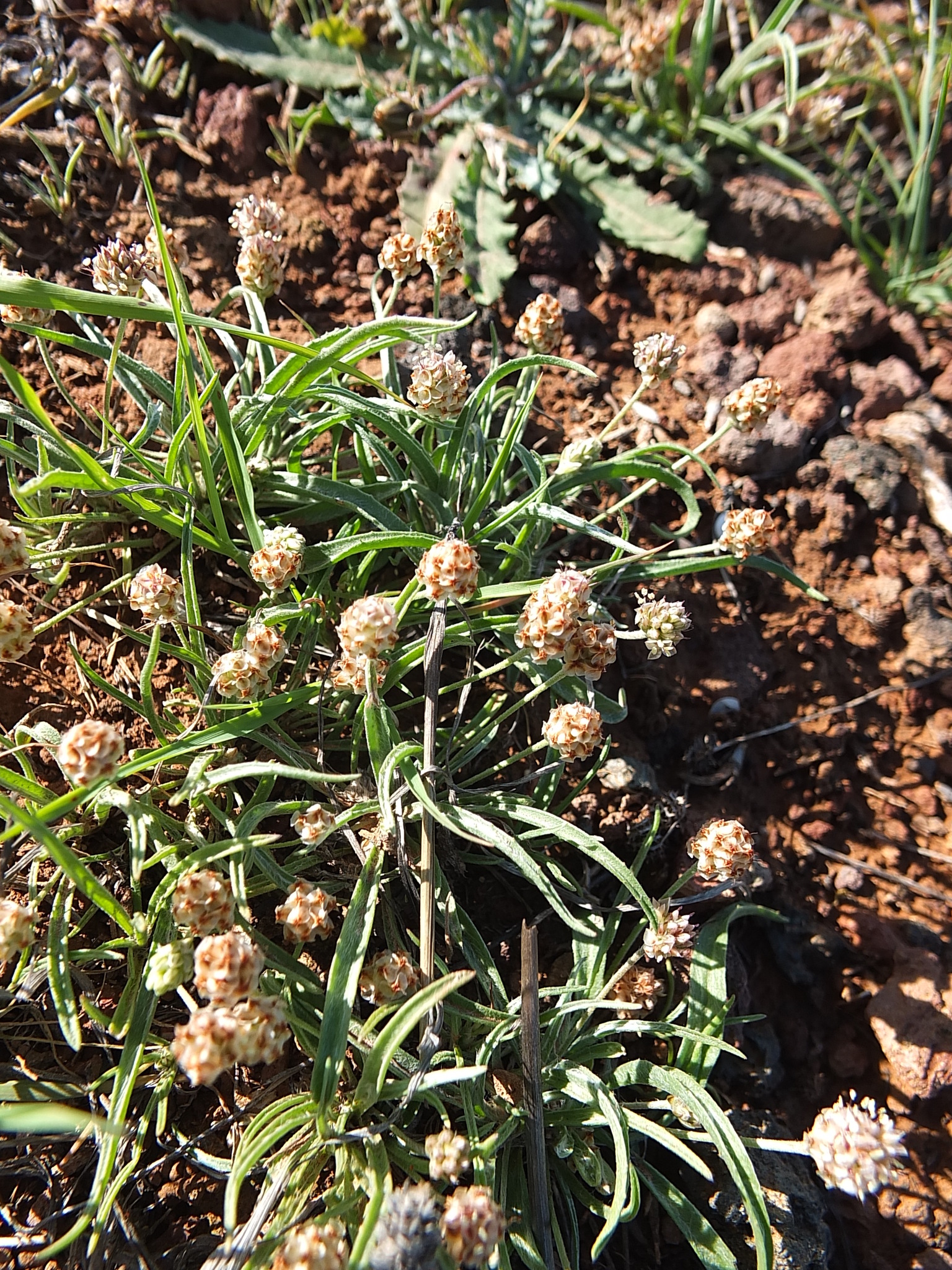 Plantago ovata