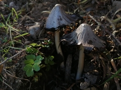 Coprinopsis