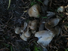 Coprinopsis