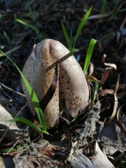 Coprinopsis