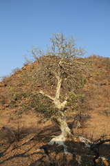 Ficus abutilifolia