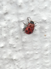 Gonioctena fornicata