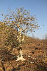 Ficus abutilifolia