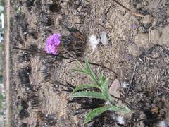 Verbena rigida