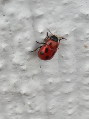 Gonioctena fornicata