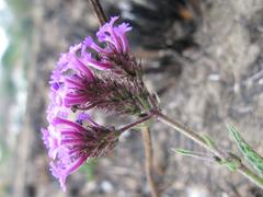 Verbena rigida