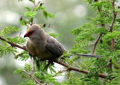 Urocolius indicus transvaalensis