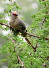 Urocolius indicus transvaalensis