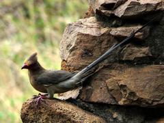 Urocolius indicus transvaalensis