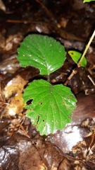 Viburnum deamii