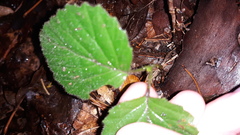Viburnum deamii