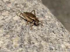 Hapithus saltator