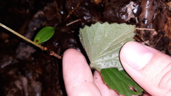 Viburnum deamii