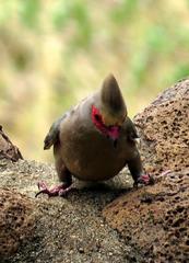 Urocolius indicus transvaalensis