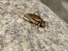 Hapithus saltator