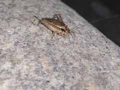 Hapithus saltator