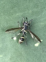 Polybiomyia capitis