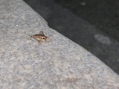 Hapithus saltator