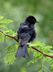 Melaenornis pammelaina ater