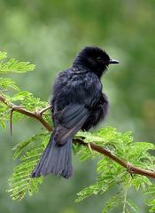 Melaenornis pammelaina ater