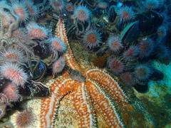 Parablennius cornutus