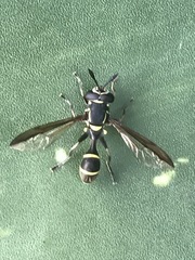 Polybiomyia capitis