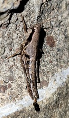 Melanoplus tribulus